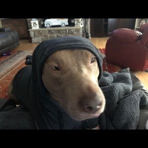 Meet your Posher, Frances